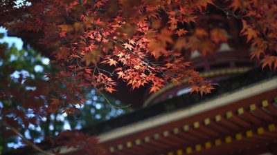 2026年日本演艺圈值得关注的新生代演员盘点——年度推荐榜单封面图